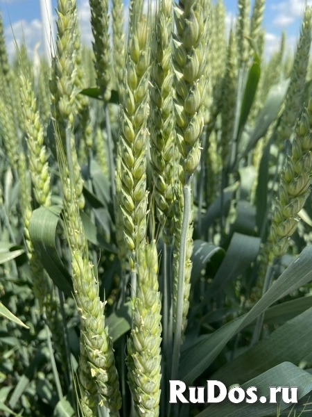 Семена озимой пшеницы краснодарской селекции фото