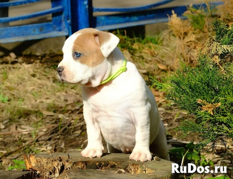 Милые щенки Амстаффтерьера бронь изображение 7