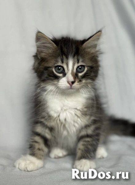 Котята ищут дом. фото