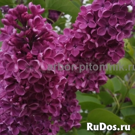 , купить растения изображение 7