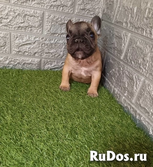 Французский бульдог фотка