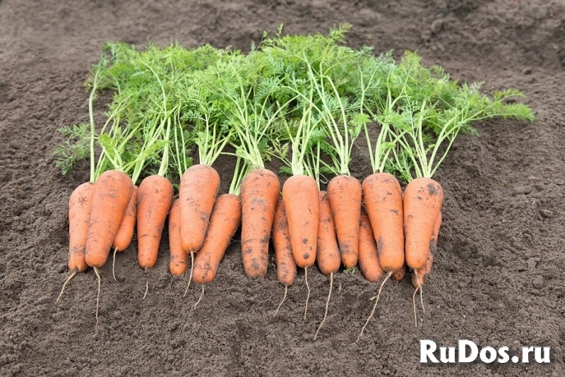 Морковь кесена F1 1,8-2,0 (1 000 000 семян) Bejo фото