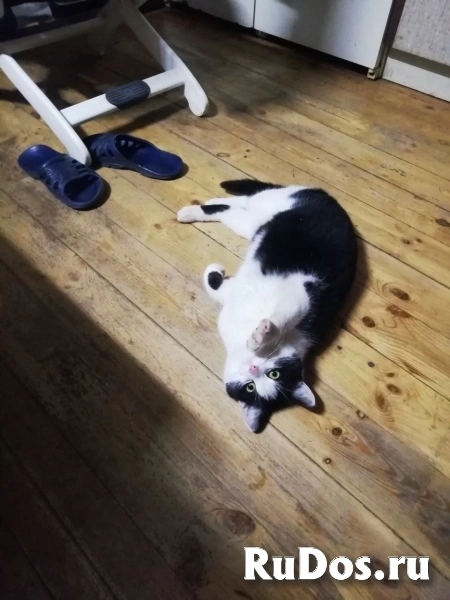 Котик Чип ищет дом фотка