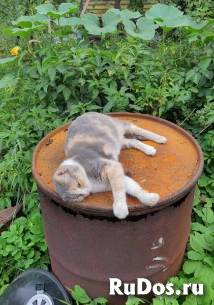 Молодая кошечка Фима ищет семью. изображение 3