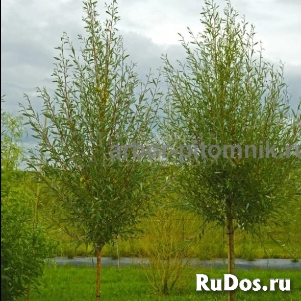 , купить растения Москва объявление , купить растения изображение 4