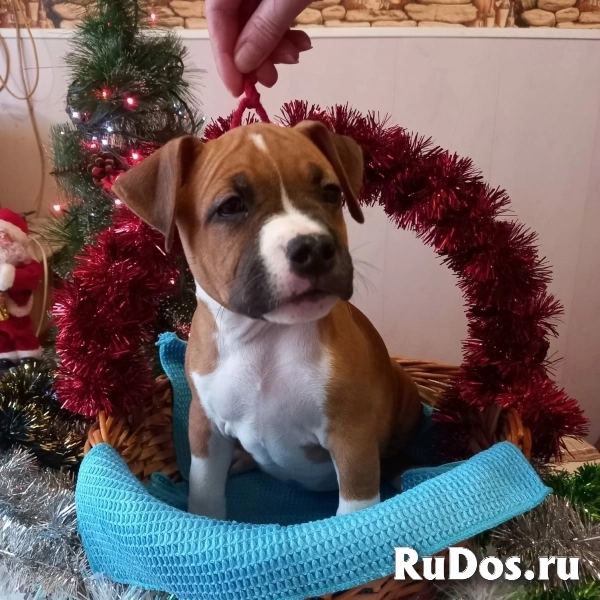 Рыжие малыши Амстаффтерьера    ркф изображение 3