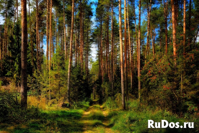 Продам земельный участок в Коттеджном поселке Традиции изображение 6