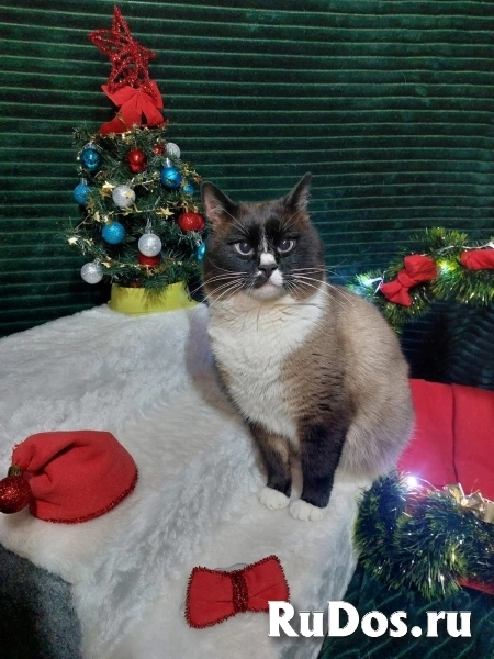 Ищет дом чудесный молодой котик. фотка