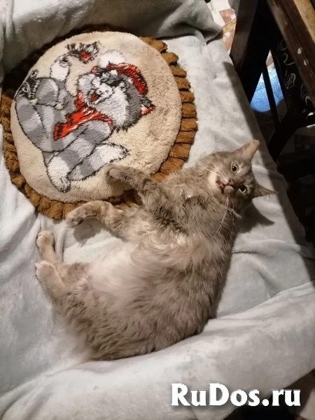 Котик - "рысик" ищет дом единственным котиком изображение 3