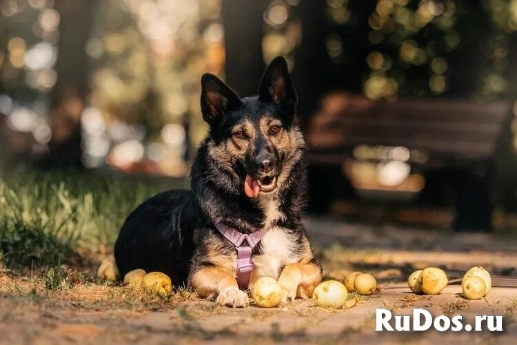 Макена ищет дом. фото