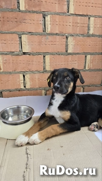 Эксклюзивная порода Monkeyrrier фотка