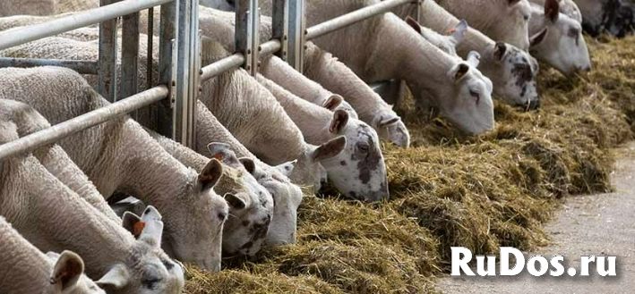 Стойловые ограждения для коз овец баранов фото