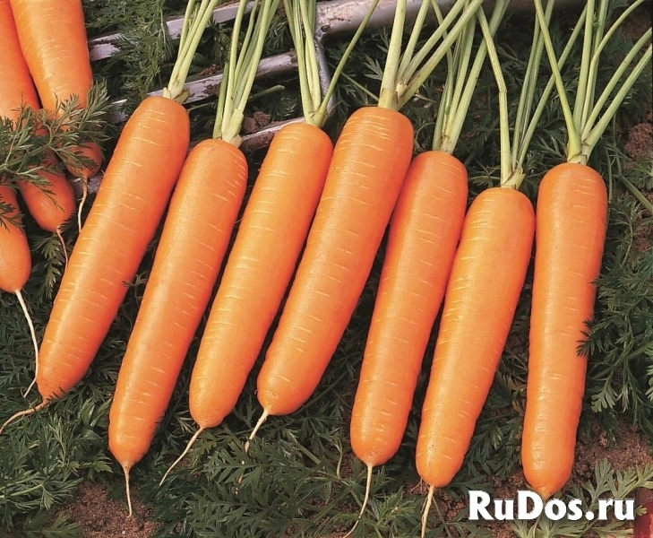 Морковь найроби F1 1,8-2,0 (1 000 000 семян) Bejo фото