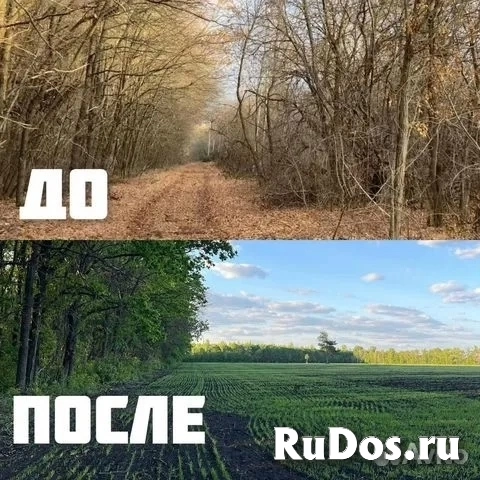 Расчистка территорий от деревьев и пней от 1 Га изображение 5