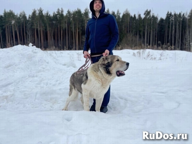 Самый добрый алабай ищет своего человека! фото