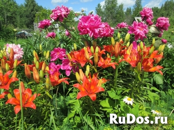 Продам земельный участок 12 соток изображение 8
