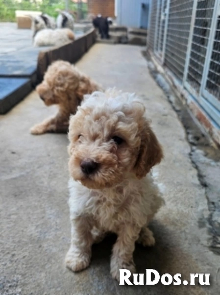 Лаготто-романьоло, великолепные щенки изображение 5