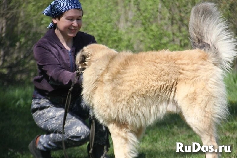 Большой пушистый Зефир ищет дом. изображение 6