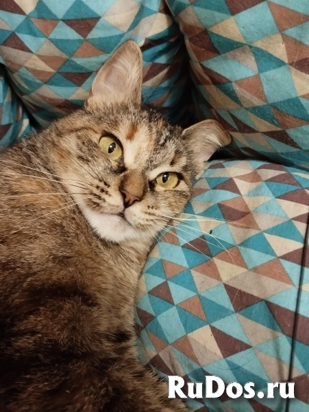 Красивая контактная кошка Анфиса в добрые руки изображение 5