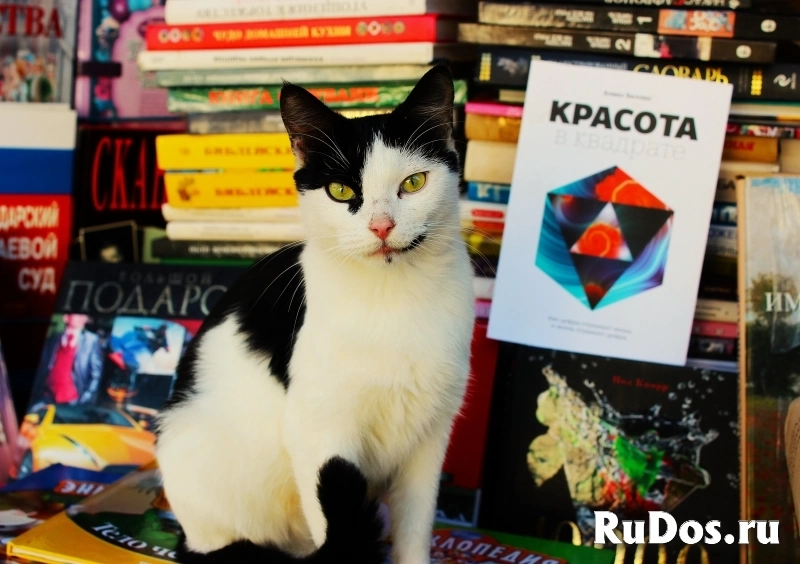 Качественные фото домашних любимцев изображение 4