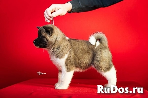 Американская акита изображение 6