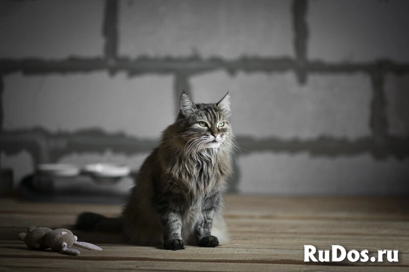 Каждой кошке нужен дом. изображение 12