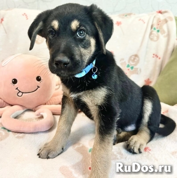 Милый щенок Мерт в добрые руки. фото