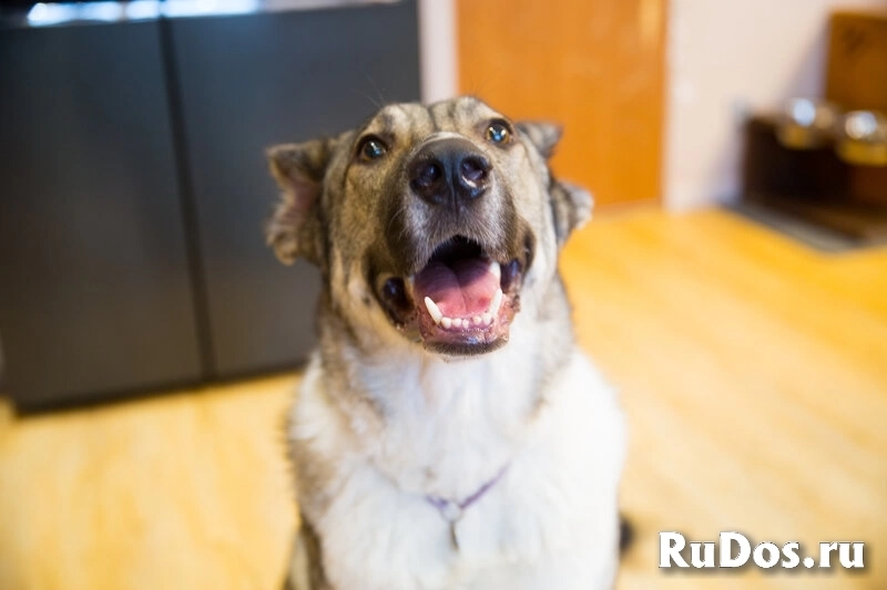 Знакомьтесь, это - Симба, и он ищет любящий дом. изображение 3