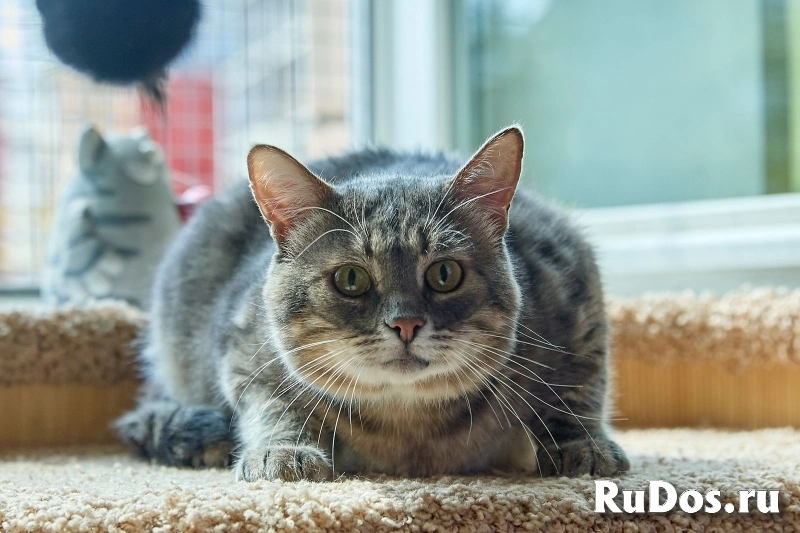 Котик Луня в добрые руки изображение 5