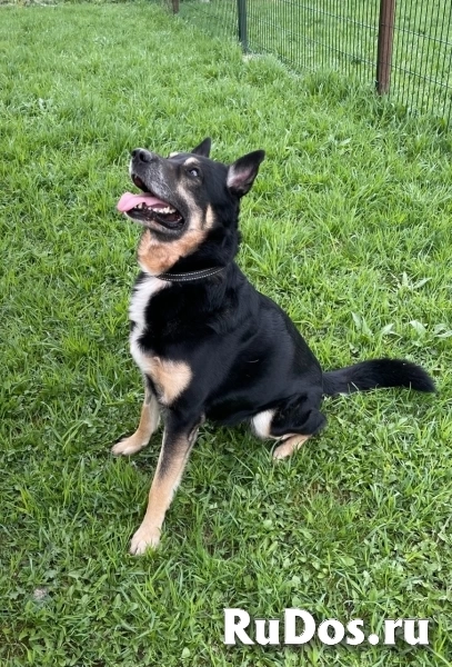 Срочно ищем любящую семью для Спайка!!! изображение 3