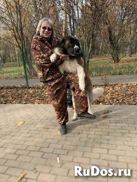 Кинолог: профессиональная дрессировка собак изображение 3