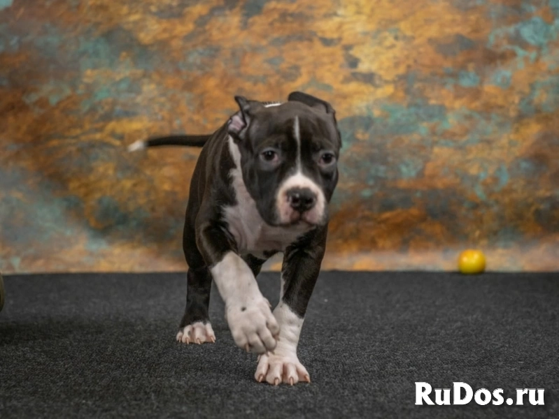 Черные кобели Амстаффа ркф изображение 5