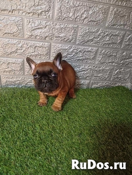 Французский бульдог изображение 4