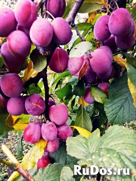 Продам участок изображение 6