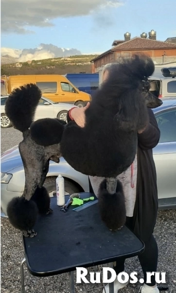 Лучший помет крупных пуделей изображение 6