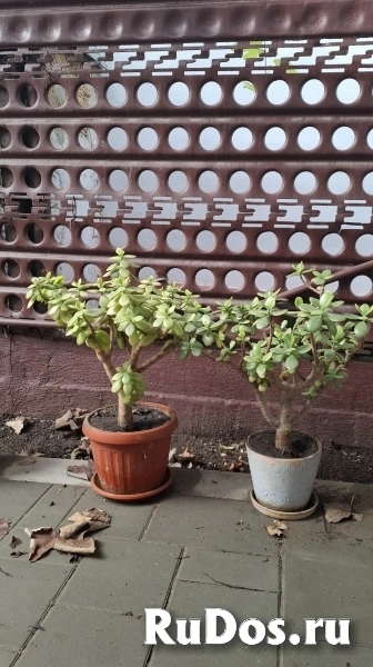 , купить растения фото