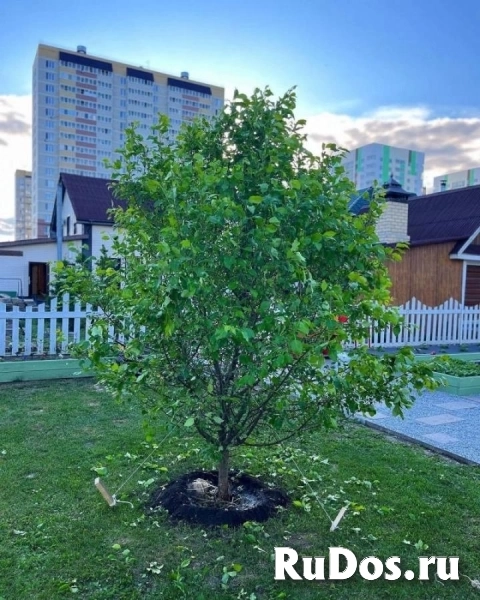 Озеленение деревьями и кустарниками, посадка под ключ фотка