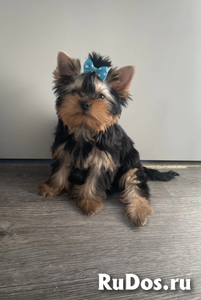 Щенки йоркширского терьера изображение 10