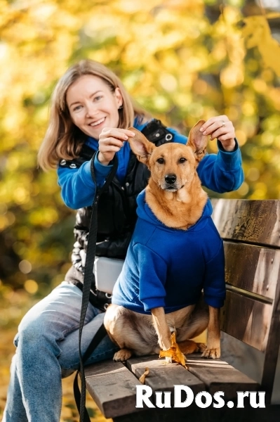 Честер в поиске дома фотка