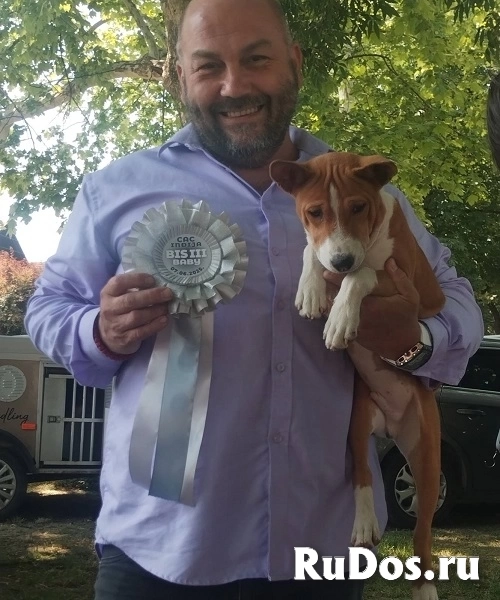 Щенки басенджи изображение 6