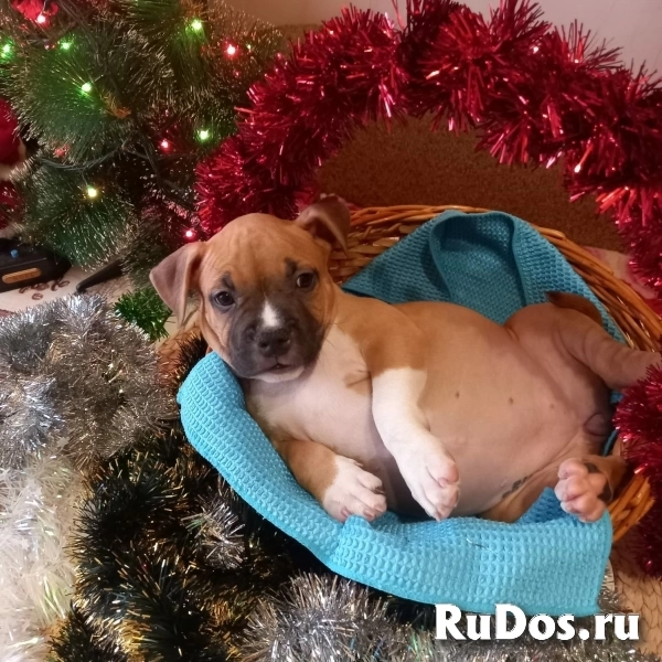 Рыжие малыши Амстаффтерьера ркф изображение 3