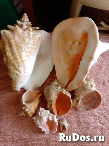 Декоративные ракушки изображение 3