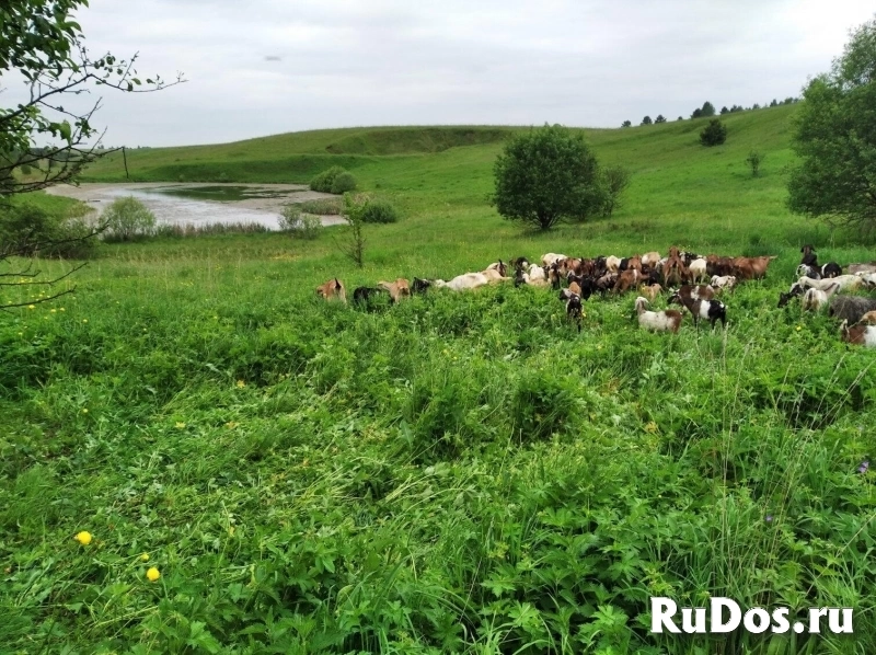 Продажа эко фермы Нижегородская область изображение 3