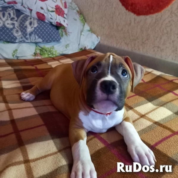 Чудесный мальчик Амстаффтерьера ркф фотка