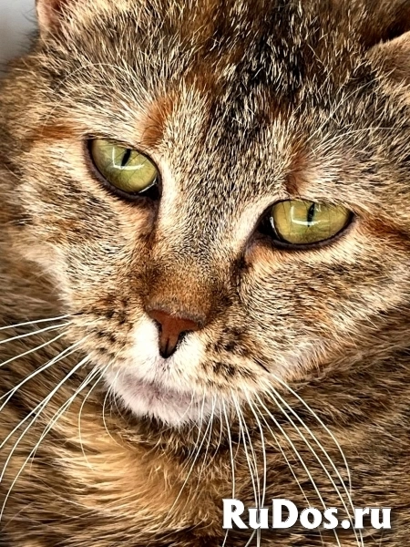 красивая кошка зеленоглазая ищет дом фотка
