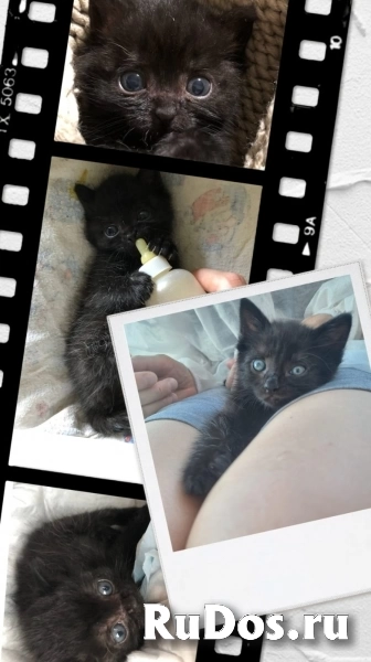 Чудесные котята Тим и Том в добрые руки. изображение 6