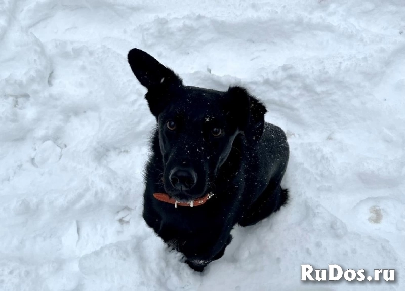 Красивый черный пес со смешными ушами по имени Морис ищет дом. изображение 5
