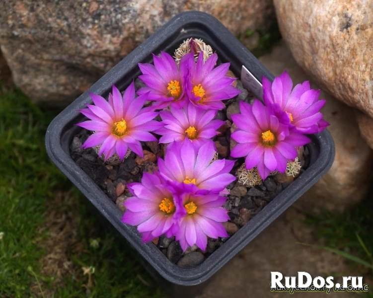 , купить растения изображение 3