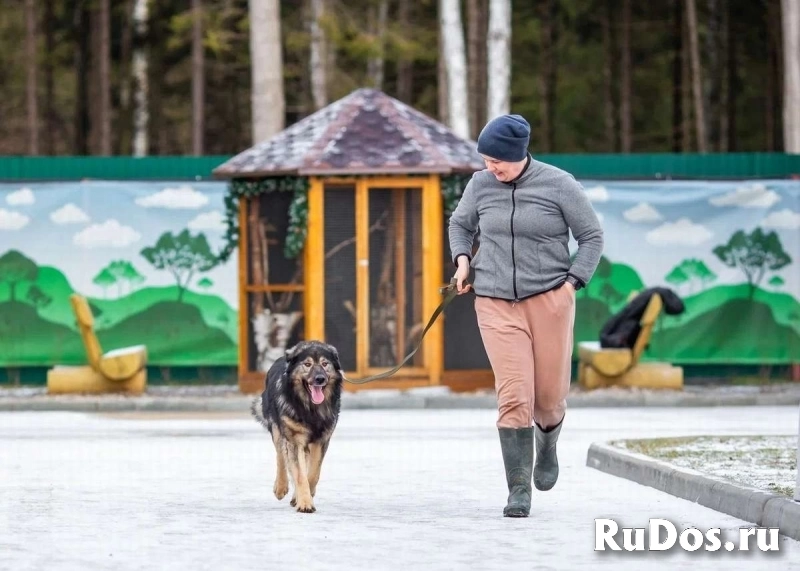 Дюшес - самый добрый в мире пёс ищет дом! изображение 7