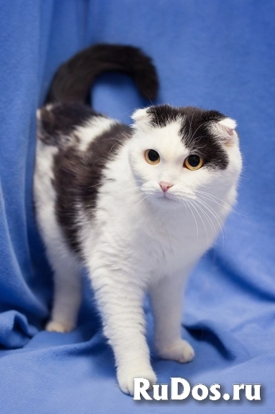 Добрая ласковая вислоухая кошка Ксюшенька ищет дом фото